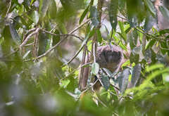 Callicebus nigrifrons