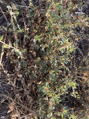 Atriplex semibaccata