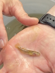 Etheostoma flabellare