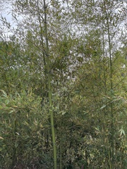 Phyllostachys