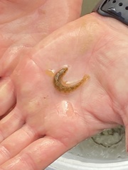 Etheostoma flabellare