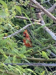 Cardinalis cardinalis mariae