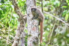 Callicebus nigrifrons