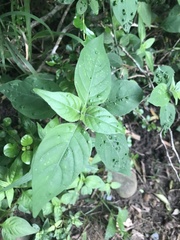 Isoglossa woodii