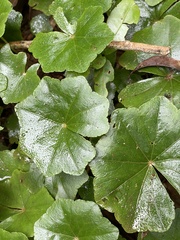 Hydrocotyle leucocephala