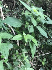 Isoglossa woodii