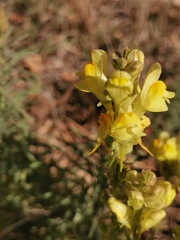 Linaria angustissima