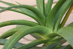Aloe thraskii