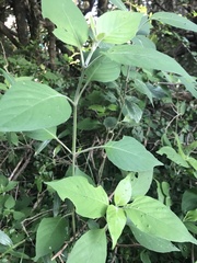 Isoglossa woodii