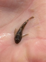 Cottus