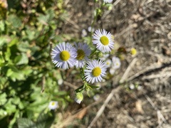 Erigeron annuus