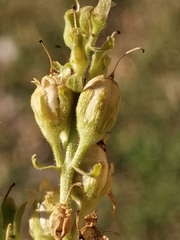 Linaria angustissima