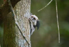 Callithrix geoffroyi