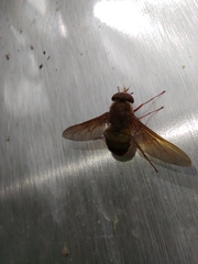 Esenbeckia