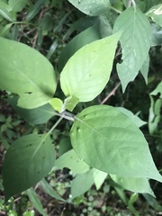 Isoglossa woodii