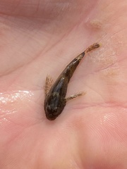 Cottus