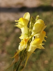 Linaria angustissima
