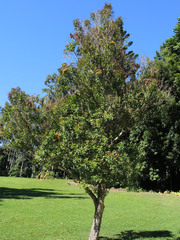 Thaleropia queenslandica