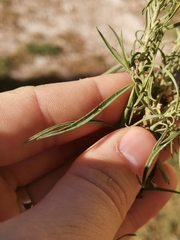 Linaria angustissima