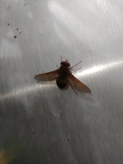 Esenbeckia