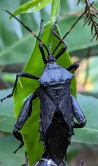 Pachylis acutangulus