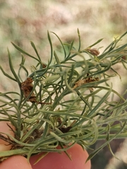 Linaria angustissima