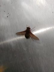 Esenbeckia
