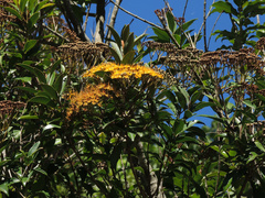 Thaleropia queenslandica