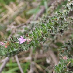 Echium italicum biebersteinii