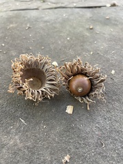 Quercus acutissima