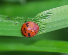 Subcoccinella vigintiquatuorpunctata
