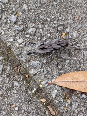 Acanthocinus nodosus