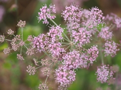 Pimpinella major