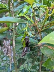 Pachylis acutangulus