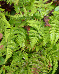 Gymnocarpium dryopteris