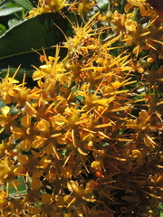 Thaleropia queenslandica