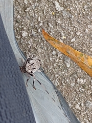 Acanthocinus nodosus