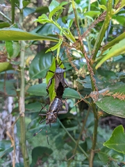 Pachylis acutangulus