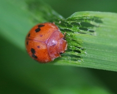 Subcoccinella vigintiquatuorpunctata