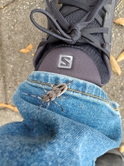 Acanthocinus nodosus