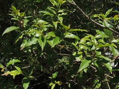 Thaleropia queenslandica