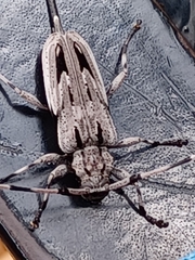 Acanthocinus nodosus