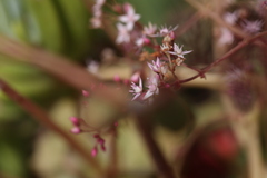 Crassula pellucida
