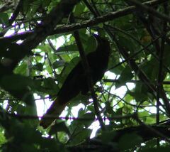 Psarocolius angustifrons