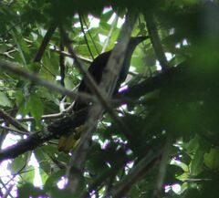 Psarocolius angustifrons