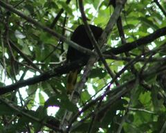 Psarocolius angustifrons