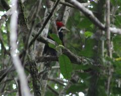 Campephilus melanoleucos