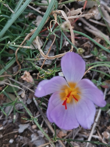 Crocus thomasii, photograph 4