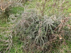 Echium italicum biebersteinii