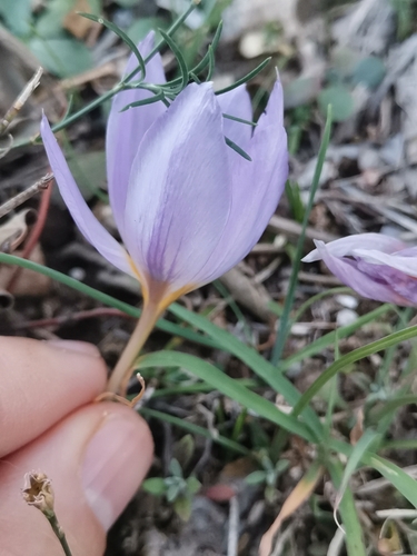 Crocus thomasii, photograph 5